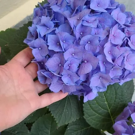 Casa de hóspedes D'hotes Rue Saint Bernard