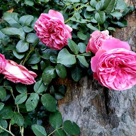 D'hotes Rue Saint Bernard Casa de hóspedes Rhemes-Saint-Georges