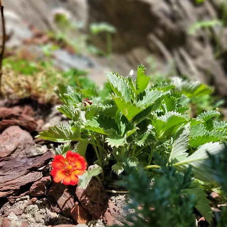 D'hotes Rue Saint Bernard Casa de hóspedes 3*